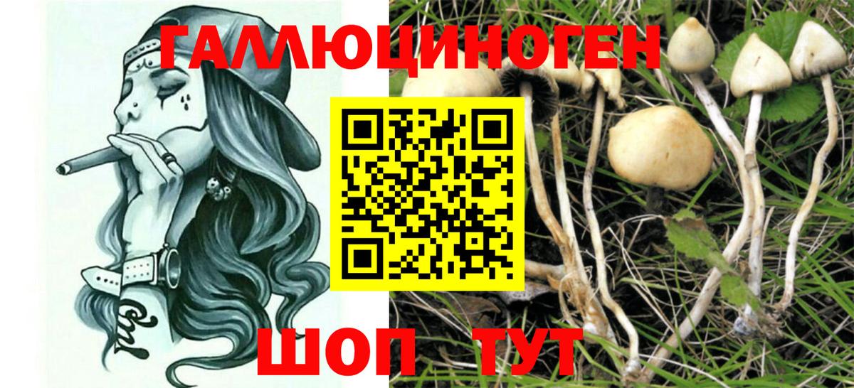 Псилоцибиновые грибы MAGIC MUSHROOMS  хочу   Вход с VPN  Людиново  Галлюциногенные грибы Psilocybine cubensis 